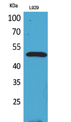 VEGFC Rabbit Polyclonal Antibody