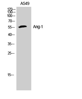 Angiopoietin 1 Rabbit Polyclonal Antibody