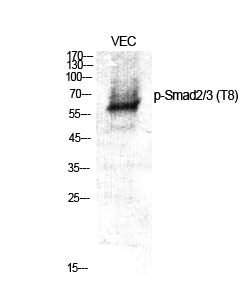 Phospho-Smad2/3 (Thr8) Rabbit Polyclonal Antibody