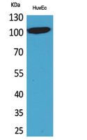 NFAT2 Rabbit Polyclonal Antibody