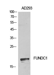 FUNDC1 Rabbit Polyclonal Antibody