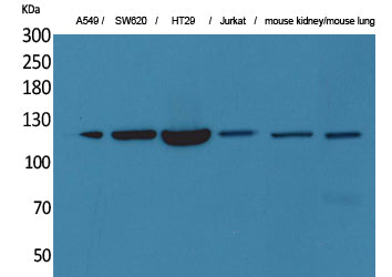 CD133 Rabbit Polyclonal Antibody