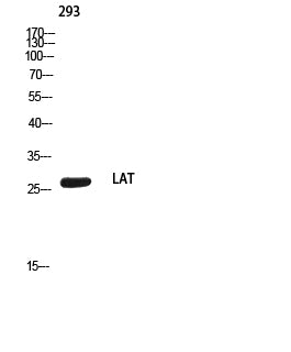 LAT Rabbit Polyclonal Antibody