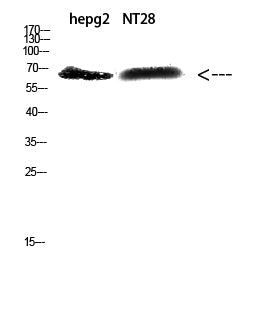 ZFP91 Rabbit Polyclonal Antibody