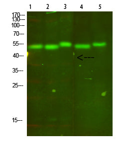 Cytochrome B Rabbit Polyclonal Antibody