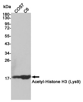 Acetyl-Histone H3 (Lys9) Rabbit Polyclonal Antibody