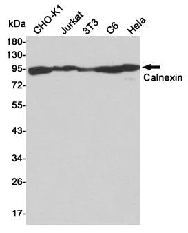 Calnexin Rabbit Polyclonal Antibody