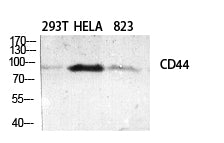 CD44 Rabbit Polyclonal Antibody