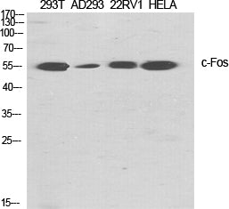 c-Fos Rabbit Polyclonal Antibody
