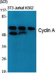Cyclin A1 Rabbit Polyclonal Antibody