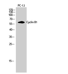 Cyclin B1 Rabbit Polyclonal Antibody