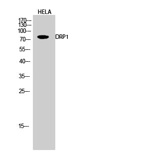 DRP1 Rabbit Polyclonal Antibody