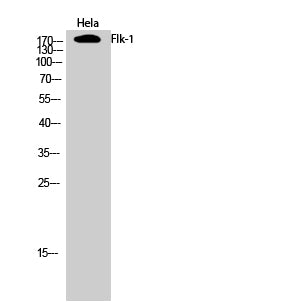 VEGF Receptor 2 Rabbit Polyclonal Antibody