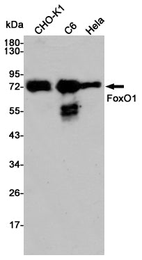FOXO1 Rabbit Polyclonal Antibody