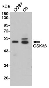 GSK3 beta Rabbit Polyclonal Antibody