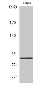 Mitofusin 2 Rabbit Polyclonal Antibody