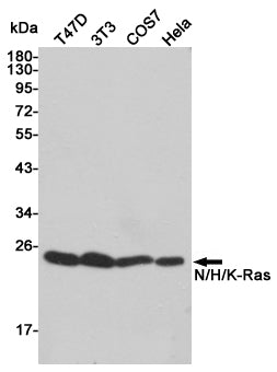 GTPase HRAS Rabbit Polyclonal Antibody