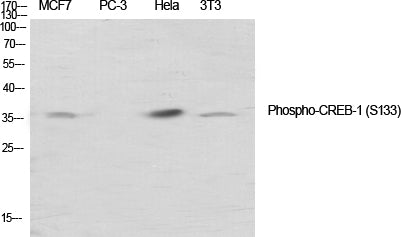 Phospho-CREB (Ser133) Rabbit Polyclonal Antibody