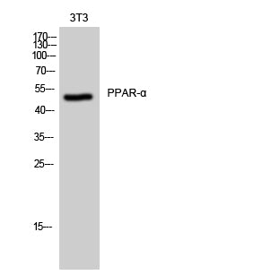 PPAR alpha Rabbit Polyclonal Antibody