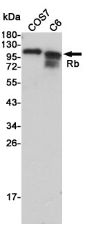 Rb Rabbit Polyclonal Antibody