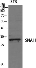 SNAI1 Rabbit Polyclonal Antibody