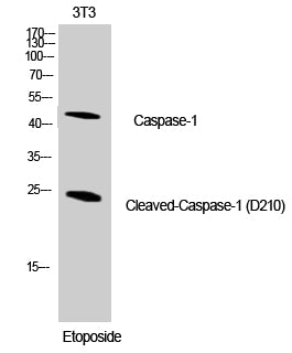 Cleaved-Caspase 1 Rabbit Polyclonal Antibody