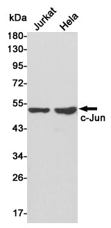 c-Jun Rabbit Polyclonal Antibody