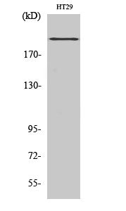 BRCA1 Rabbit Polyclonal Antibody