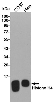 Histone H4 Rabbit Polyclonal Antibody