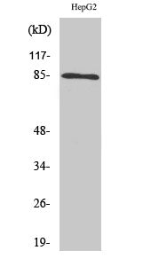 IKK alpha/beta Rabbit Polyclonal Antibody