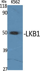 LKB1 Rabbit Polyclonal Antibody