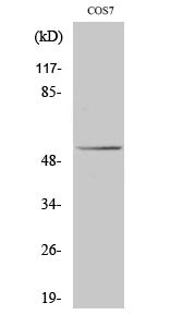 p53 Rabbit Polyclonal Antibody