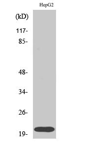 RhoA Rabbit Polyclonal Antibody