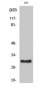 RPL7 Rabbit Polyclonal Antibody