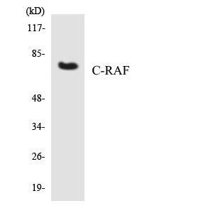 Raf1 Rabbit Polyclonal Antibody
