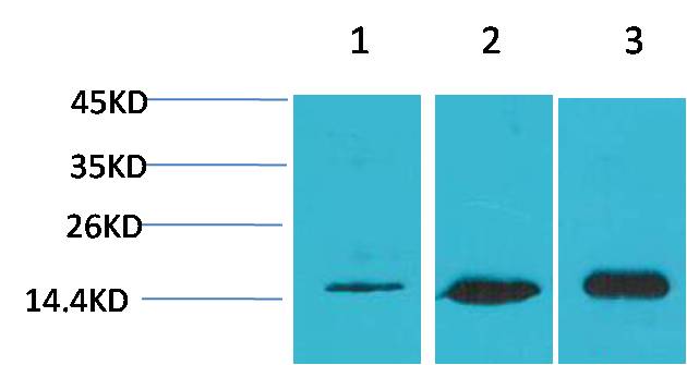 LC3B Rabbit Polyclonal Antibody