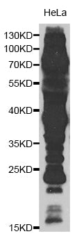 Acetyl-Lysine Rabbit Polyclonal Antibody