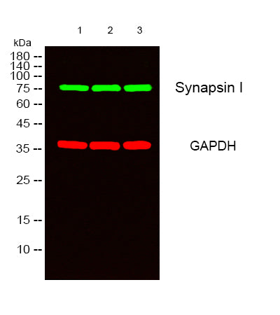 Synapsin 1 Rabbit Polyclonal Antibody