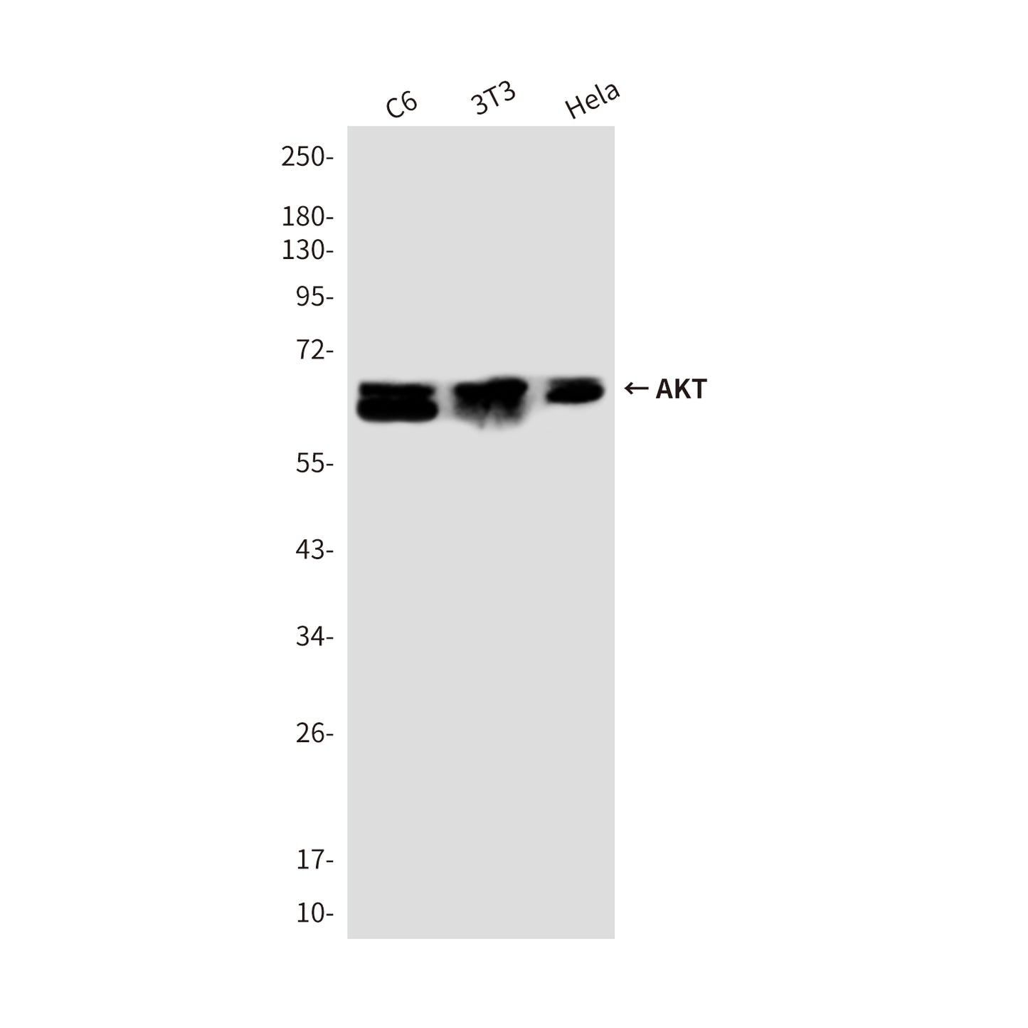 AKT Rabbit Polyclonal Antibody