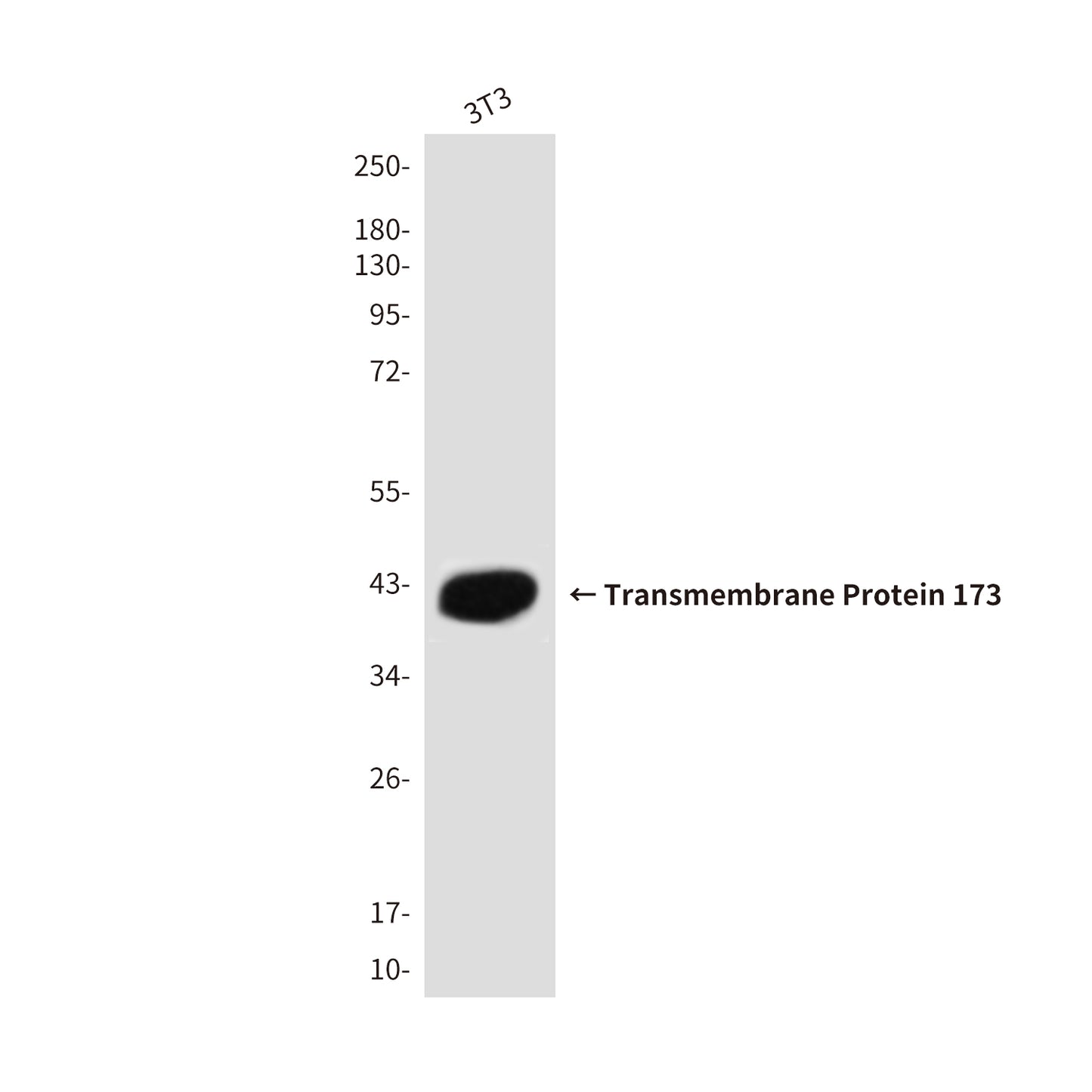 STING Rabbit Polyclonal Antibody