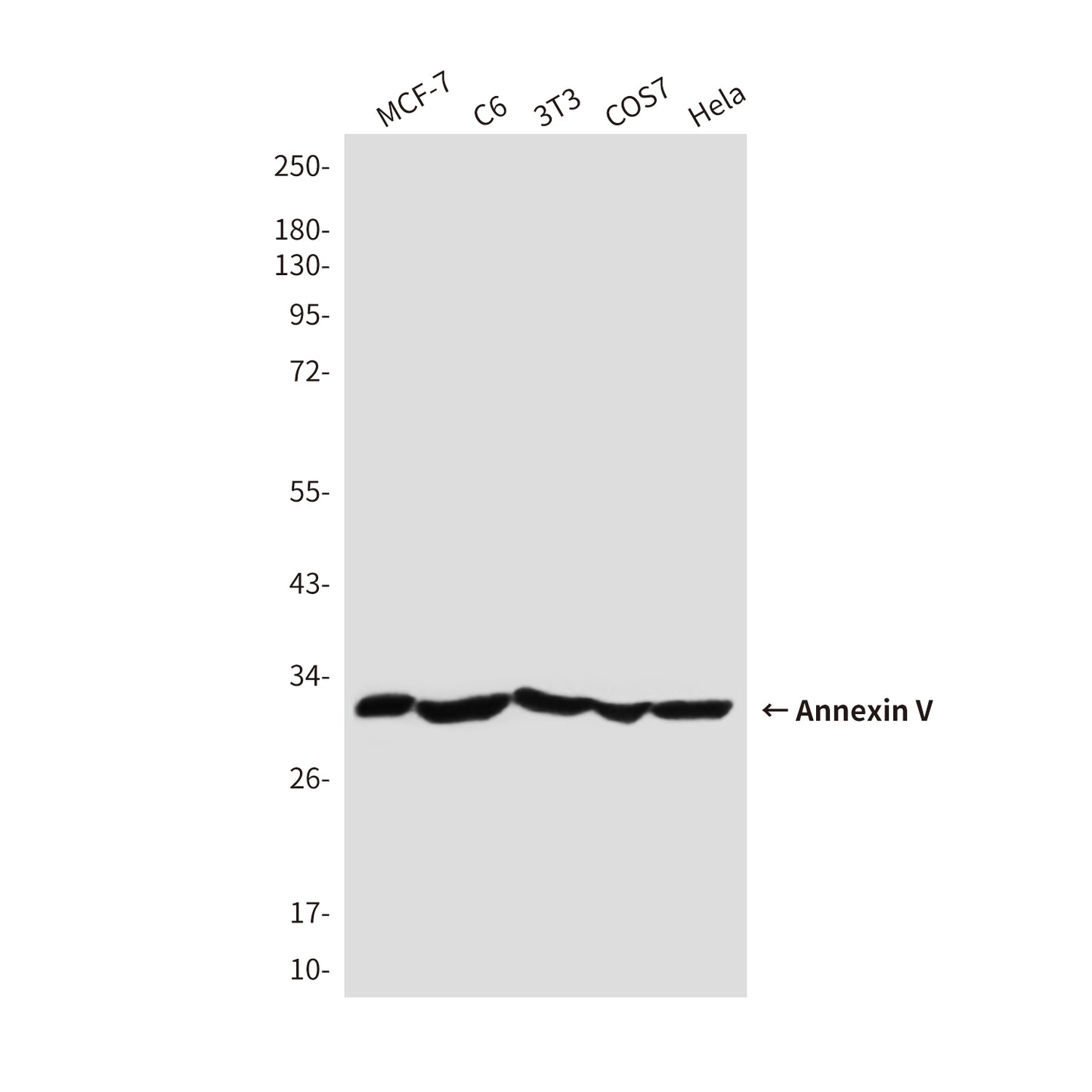 Annexin V Rabbit Polyclonal Antibody