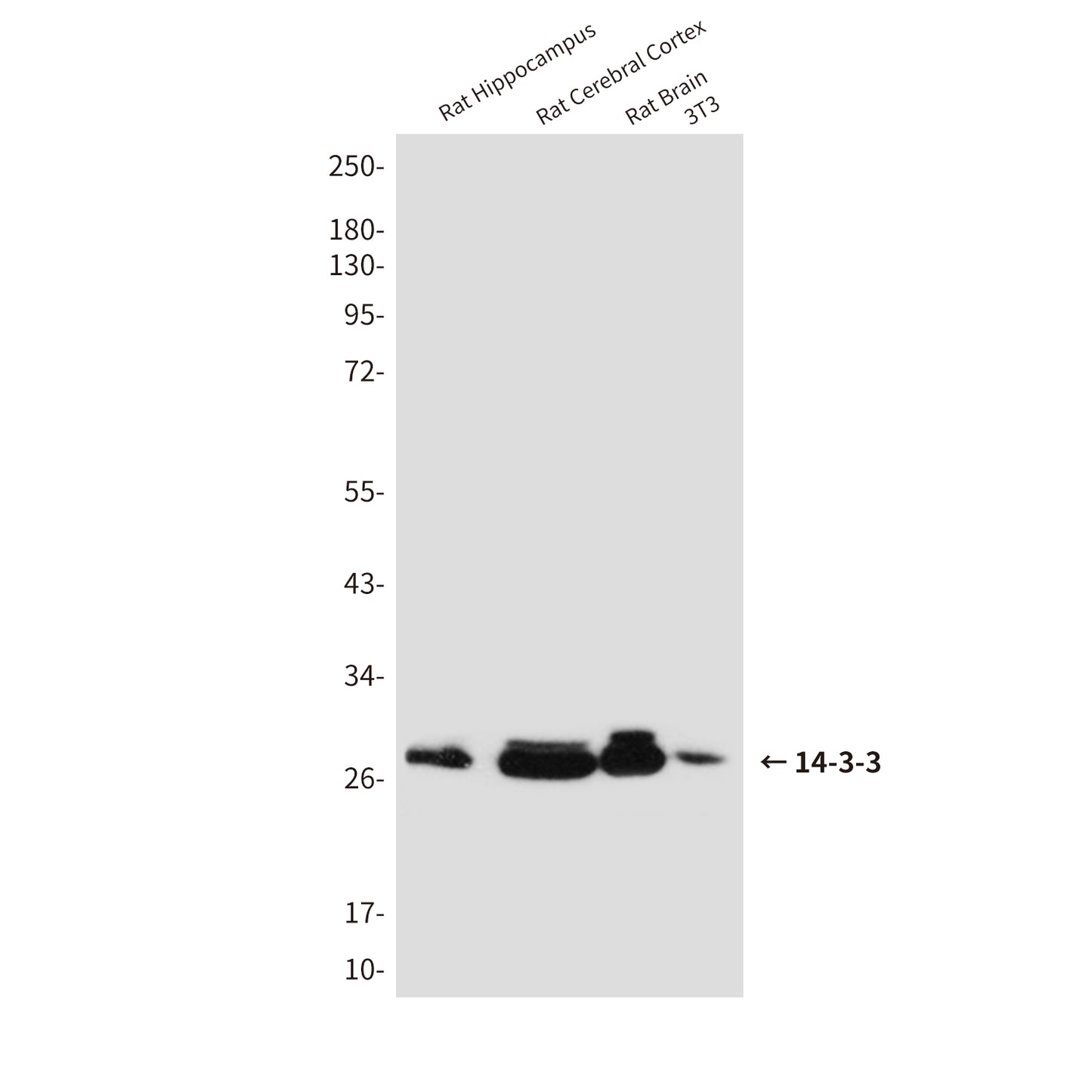 14-3-3 Rabbit Polyclonal Antibody