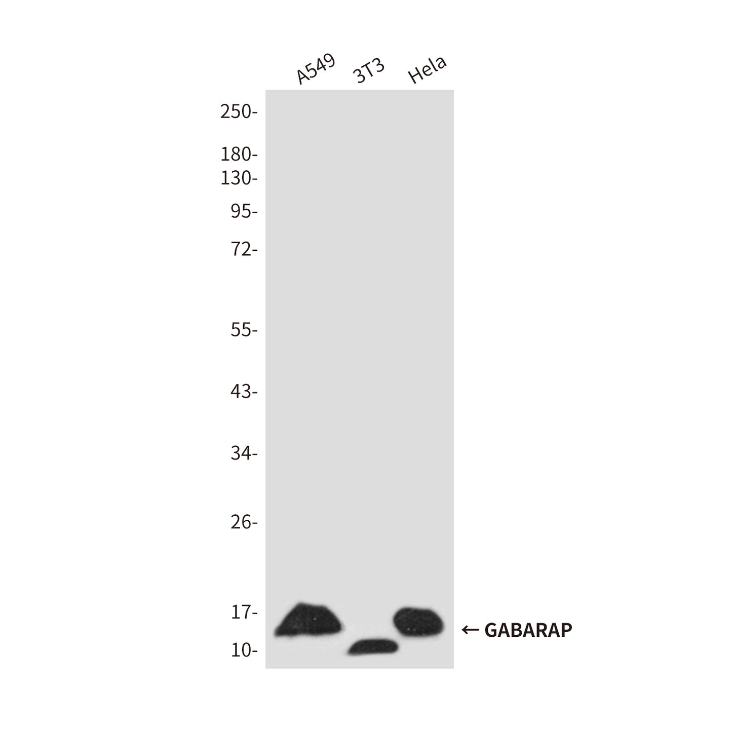 GABARAP Rabbit Polyclonal Antibody