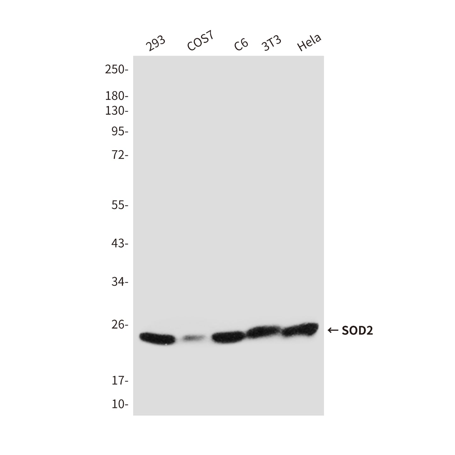 SOD2 Rabbit Polyclonal Antibody