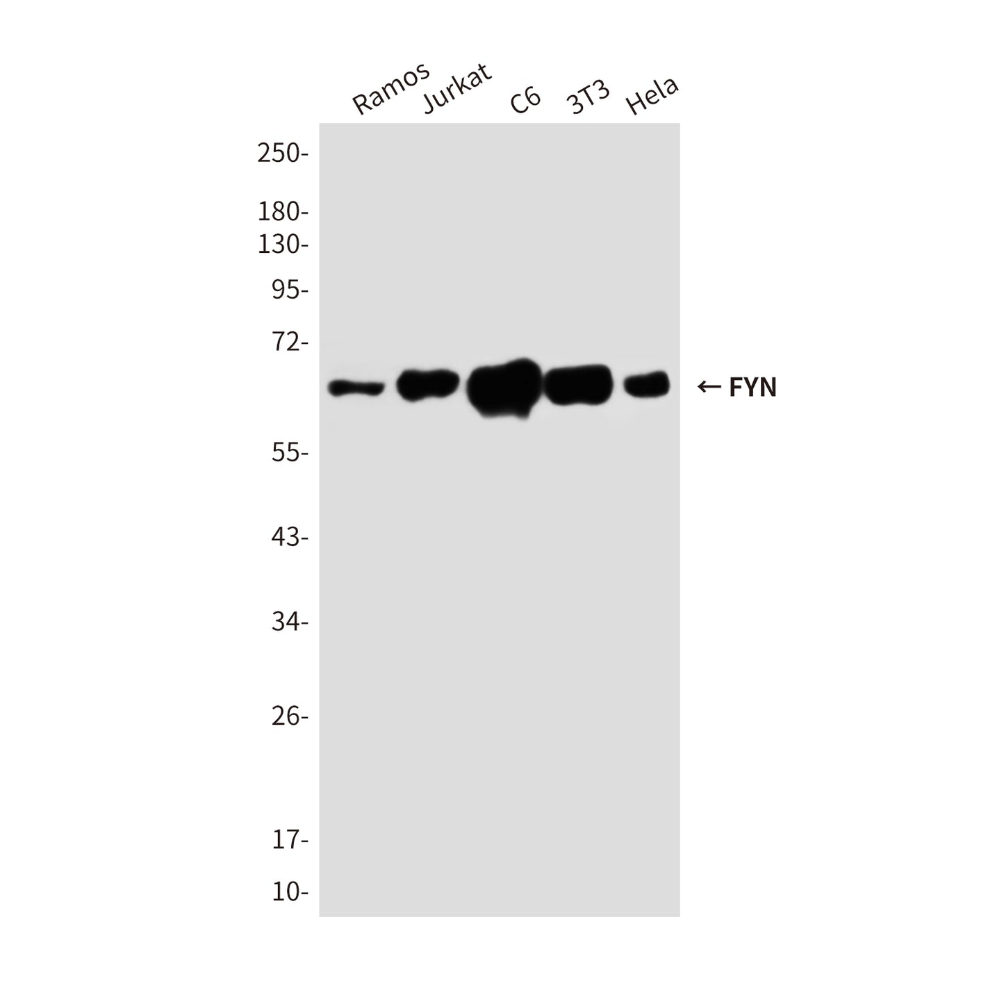 FYN Rabbit Polyclonal Antibody