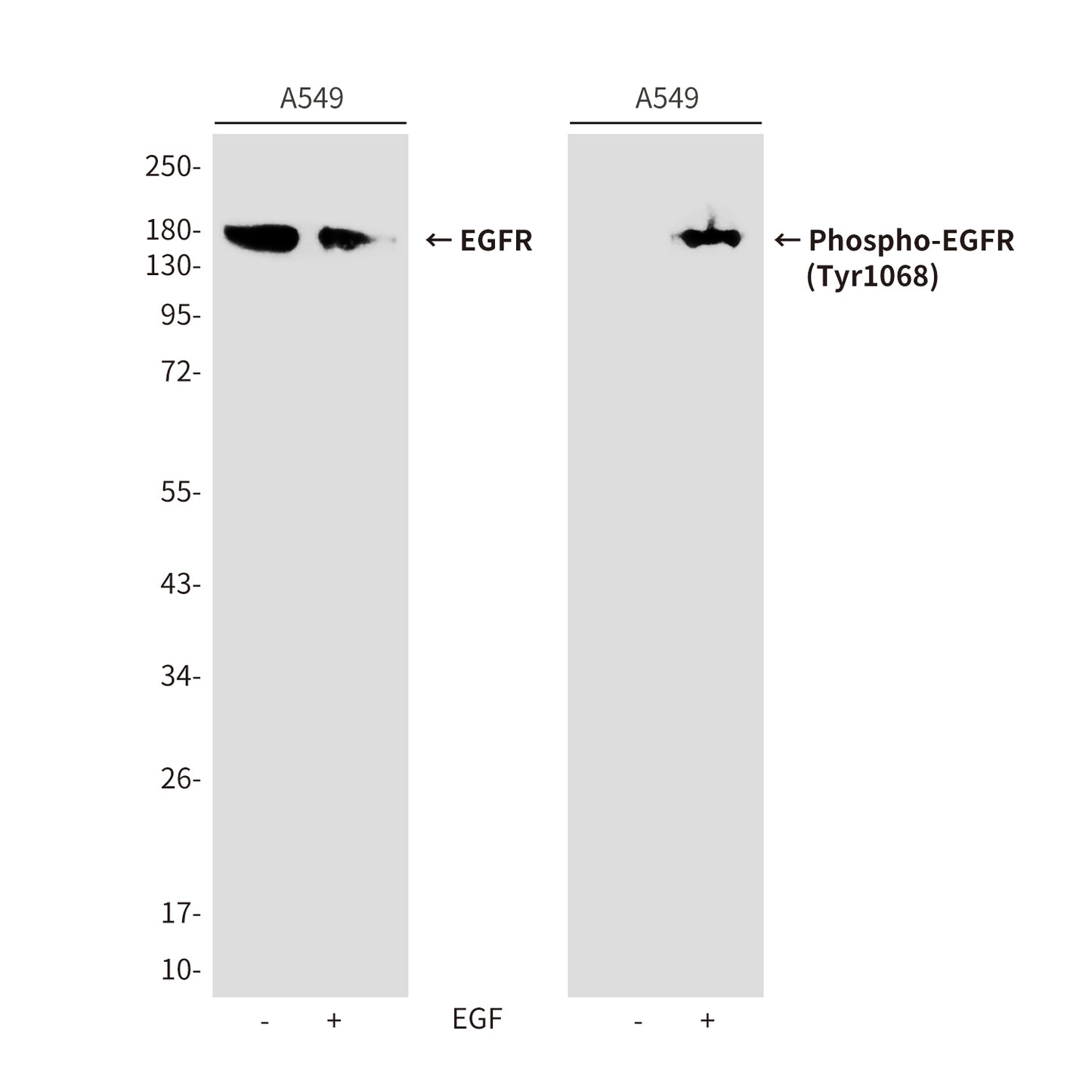 Phospho-EGFR (Tyr1068) Rabbit Polyclonal Antibody