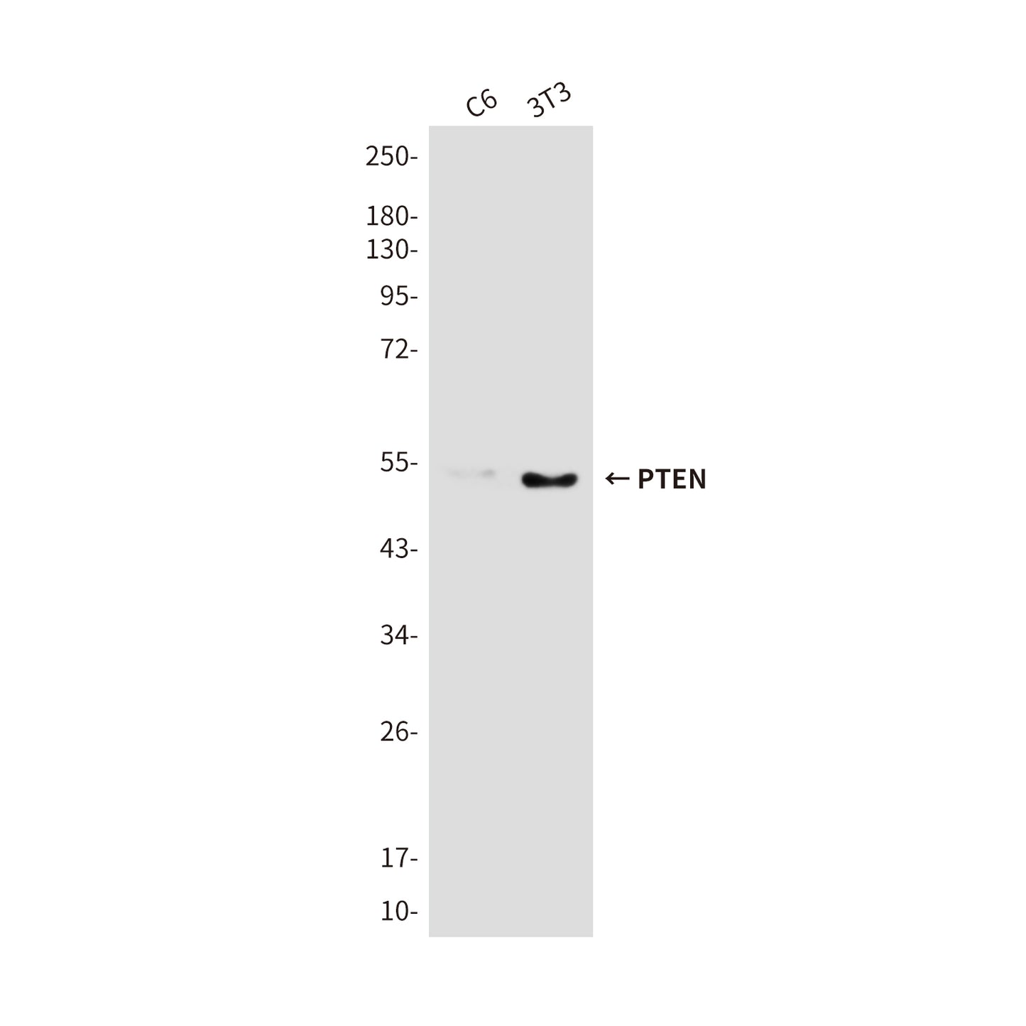 PTEN Rabbit Polyclonal Antibody