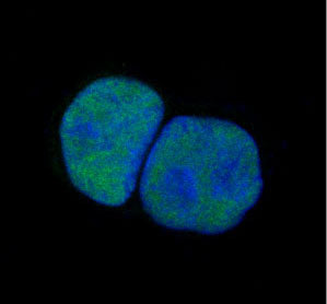 c-Jun Rabbit Polyclonal Antibody