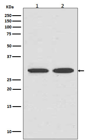 VDAC1 Rabbit Polyclonal Antibody