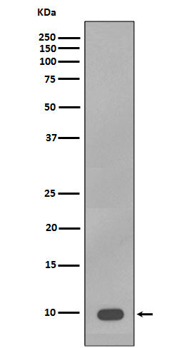 S100B Rabbit Polyclonal Antibody